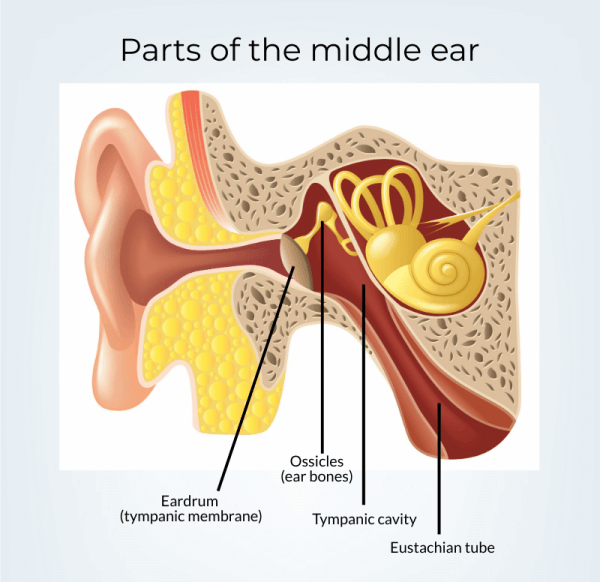Illustration showing the outer, middle and inner ear anatomy