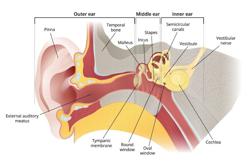 A diagram showing the outer, middle and inner ear. 